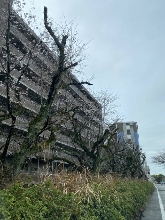 雨が上がれば