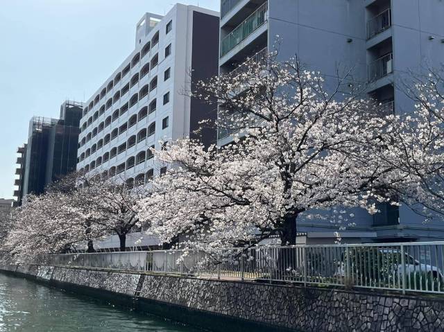 あっとゆう間に散っちゃうよ！