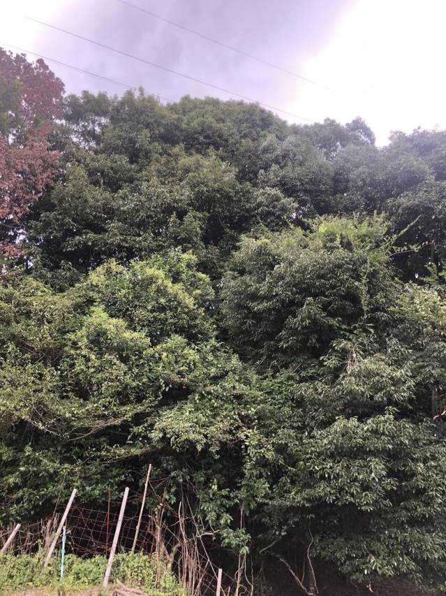 先祖が言ってたんで間違いないです