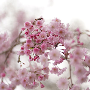 今年も桜撮影のシーズンがやってきました