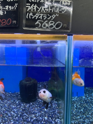 【姉妹店ぶろぐ】魚なんか？哺乳類なんか？