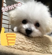 愛情イッパイの手作り