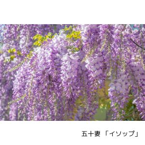 熟女・人妻だからこその魅力を活かせるお店