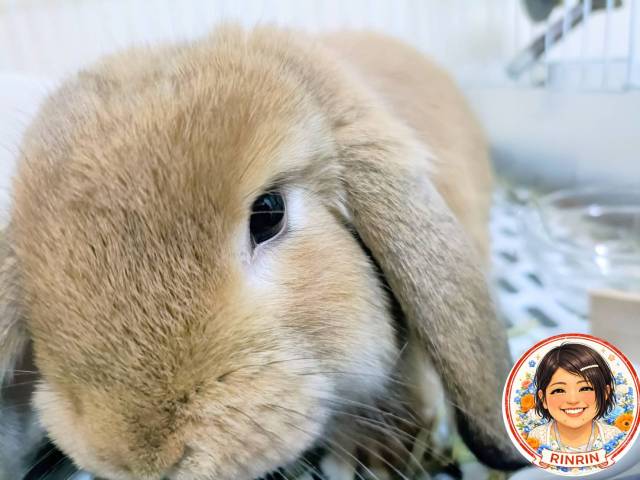 今日のしゃちょー