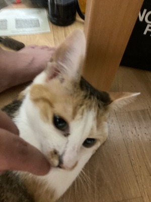 今日は　ご飯をあげれる時間がなくて