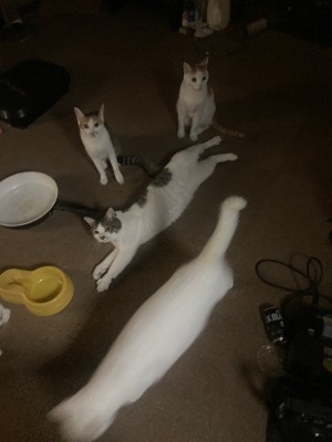 おはようございます