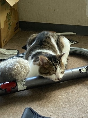 掃除に