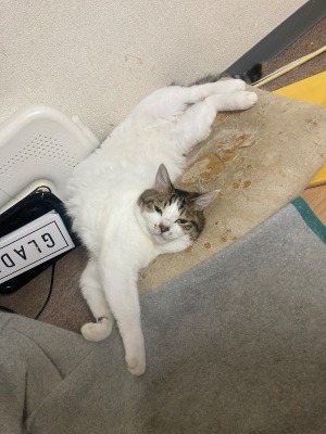 シフトの提出方法を教えてください！
