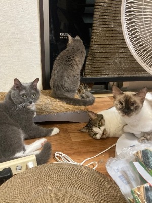 集合〜