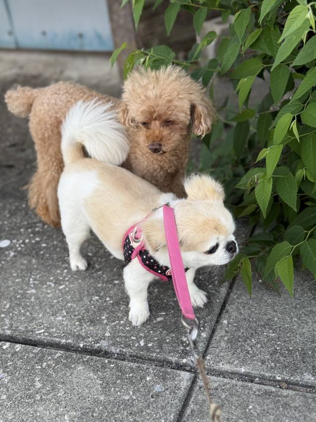🌸シフトの自由度◎ 自分のペースで働けます🌸