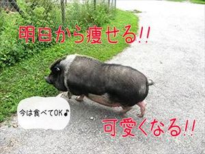 元社長の戯れ言｜可愛くなるには「可愛くなりたい」と思うこと