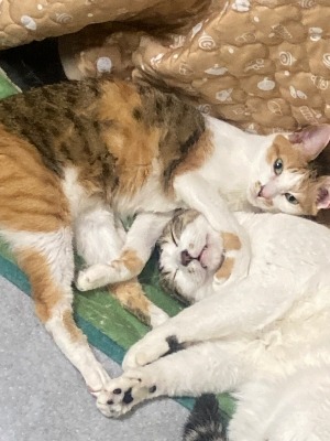 首を押さえつけてる