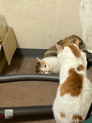 やられる〜　死んだ振り