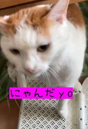 まんまるネッコ