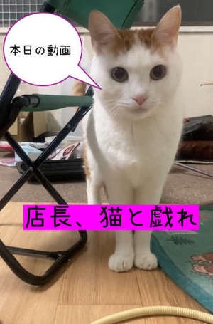 猫好き集まれ～～=^_^=