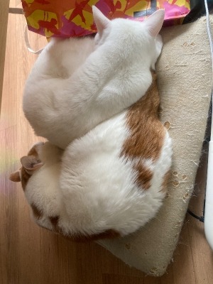 少し気温が下がってきた？？