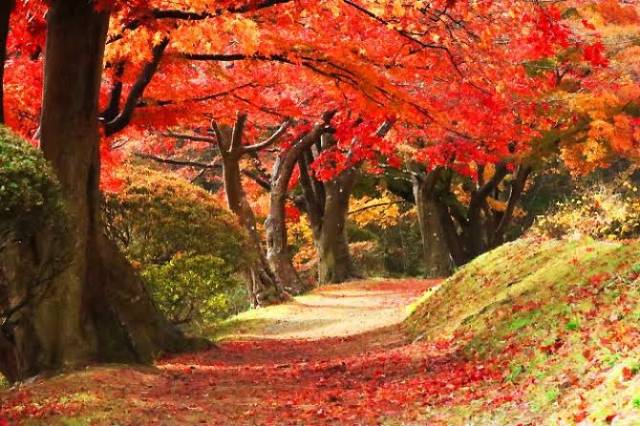 秋ですねぇ・・・