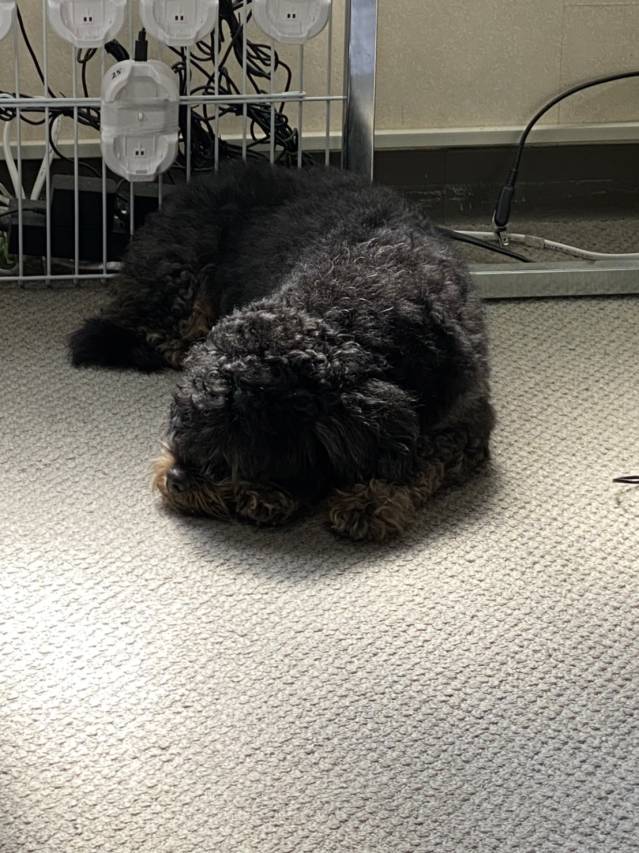 事務所のお犬様！