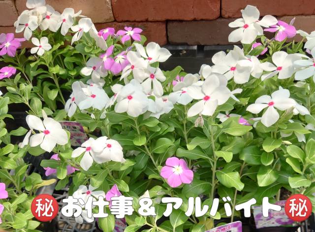 ㊙のアルバイト＆お仕事